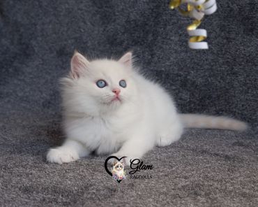 Fluffy white kitten with striking blue eyes playing indoors.