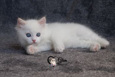 A fluffy white kitten with blue eyes lying on a gray surface.