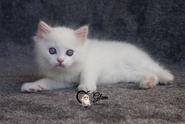 White fluffy kitten with striking blue eyes lying down.