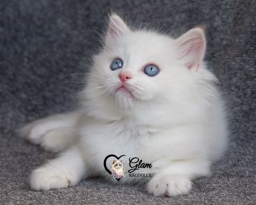 Fluffy white kitten with striking blue eyes lying on a gray surface.