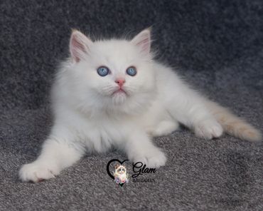 Fluffy white kitten with striking blue eyes lying on a gray surface.