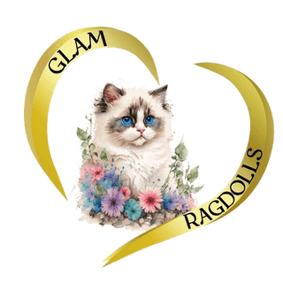 Glam Ragdolls