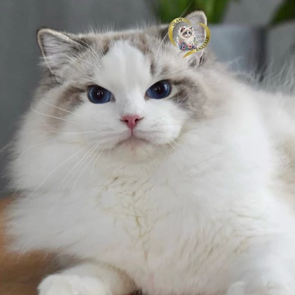 Fluffy Ragdoll cat with striking blue eyes and soft fur.