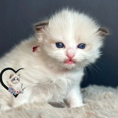 Seal bicolor Ragdoll kitten