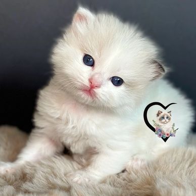 seal tortie bicolor Ragdoll kitten