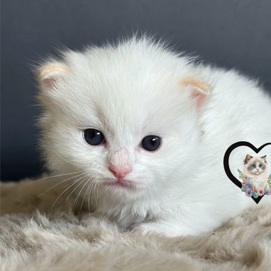 flame bicolor Ragdoll kitten