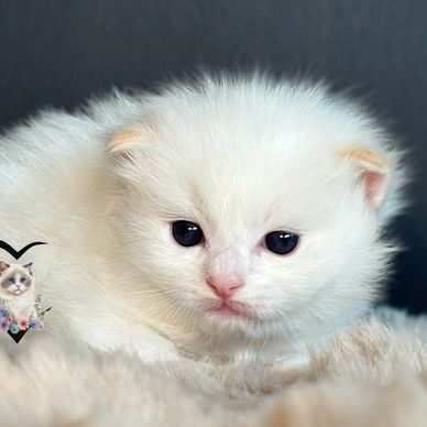 flame bicolor Ragdoll kitten