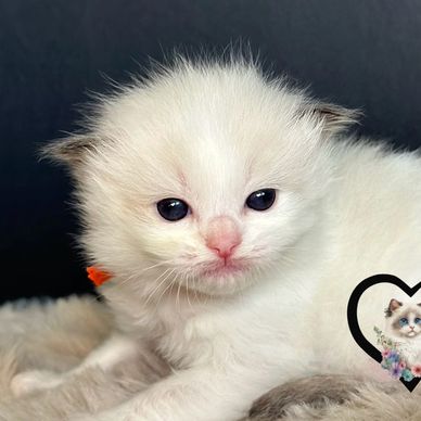 seal bicolor Ragdoll kitten