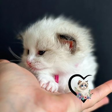 seal bicolor Ragdoll kitten