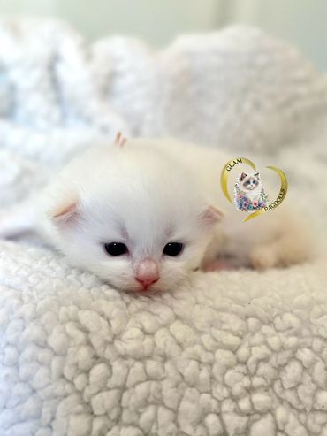 Flame bicolor Ragdoll kitten