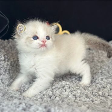 Seal bicolor lynx Ragdoll kitten