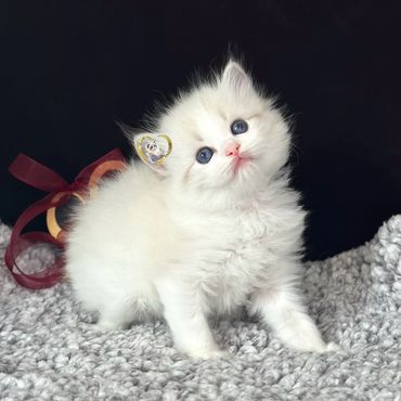 Seal bicolor lynx Ragdoll kitten
