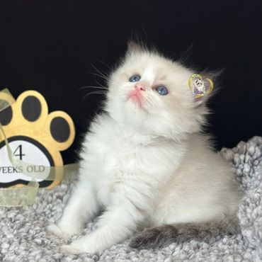 Seal bicolor Ragdoll kitten