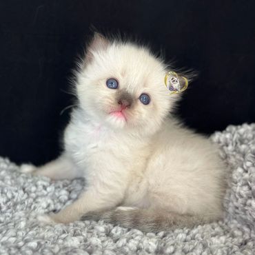 Seal mitted Ragdoll kitten