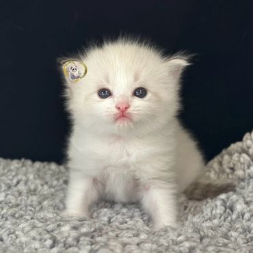 Seal bicolor lynx Ragdoll kitten