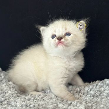 Seal mitted lynx Ragdoll kitten