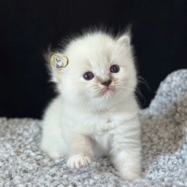 Seal mitted lynx Ragdoll kitten