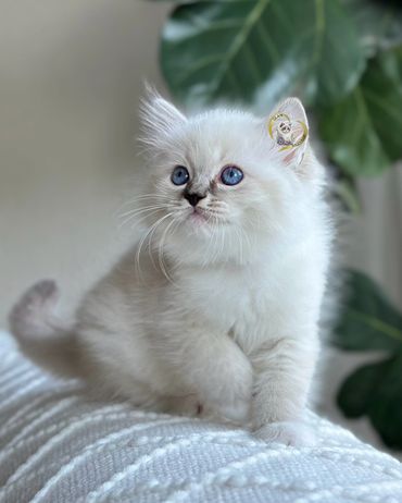 Seal mitted lynx Ragdoll kitten