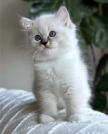 Seal mitted lynx Ragdoll kitten