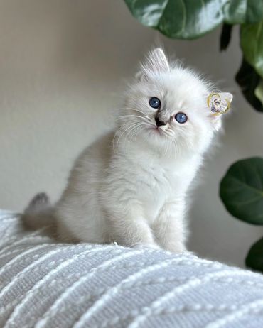 Seal mitted lynx Ragdoll kitten