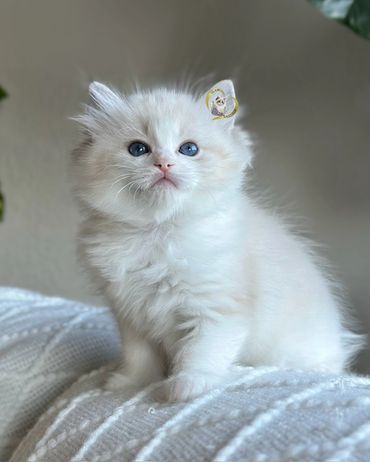 Seal bicolor lynx Ragdoll kitten