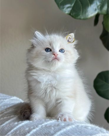 Seal bicolor lynx Ragdoll kitten