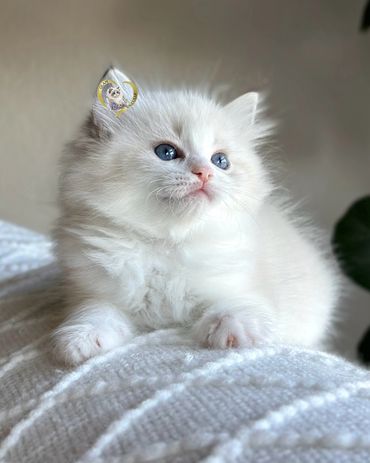 Seal bicolor lynx Ragdoll kitten