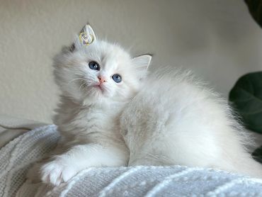 Seal bicolor lynx Ragdoll kitten