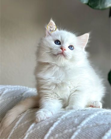 Flame bicolor Ragdoll kitten