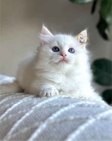 Flame bicolor Ragdoll kitten