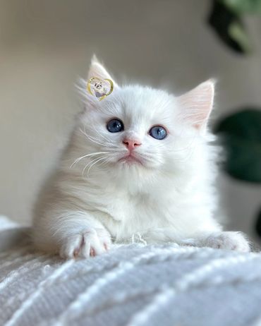 Flame bicolor Ragdoll kitten