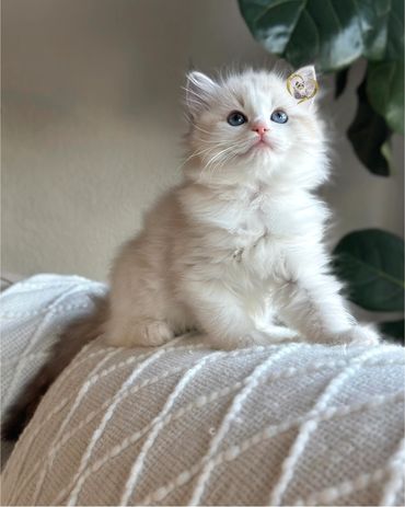 Seal bicolor lynx Ragdoll kitten
