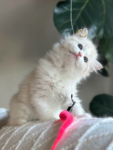 Seal bicolor lynx Ragdoll kitten