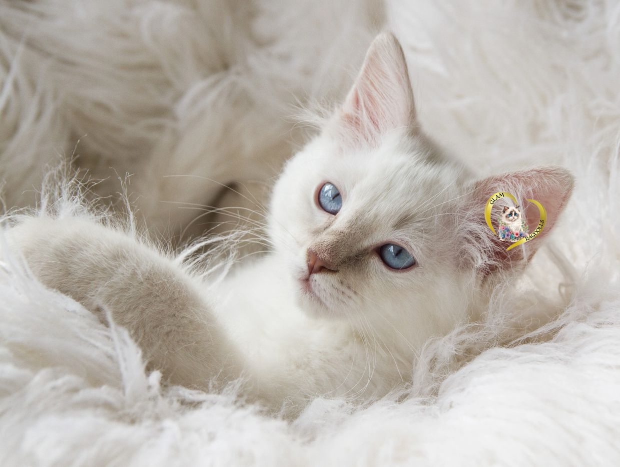 Lilac Lynx Colorpoint Ragdoll