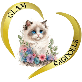 Glam Ragdolls