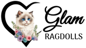 Glam Ragdolls