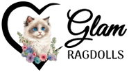Glam Ragdolls