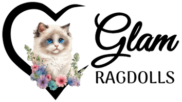 Glam Ragdolls