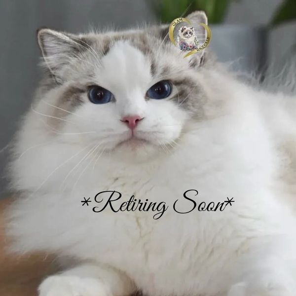 Fluffy Ragdoll cat with striking blue eyes and soft fur.