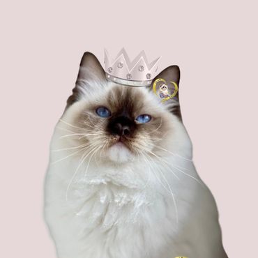 Regal cat with a crown and blue eyes.