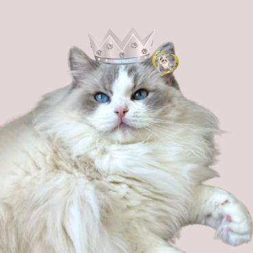 Fluffy cat with a digital crown on its head.
