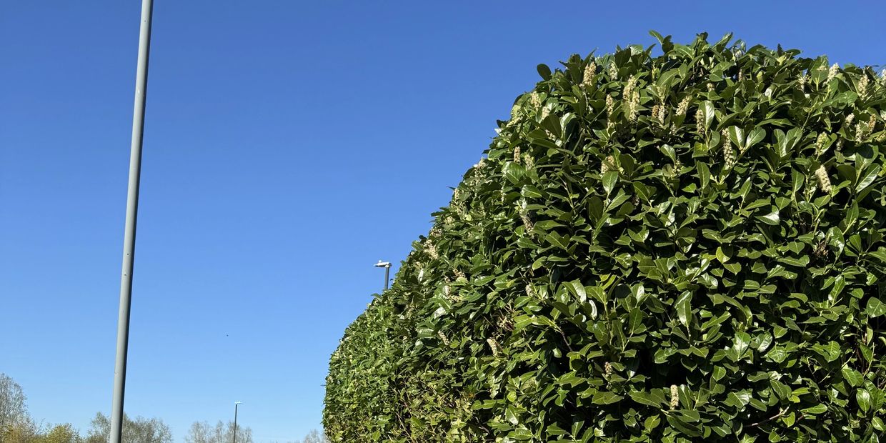 Gardening, Lawns & Hedge Maintenance: