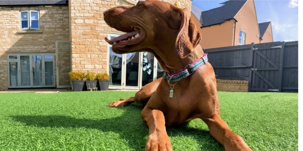 Artificial Grass Cleaning: Restore Your Lawn to Perfection