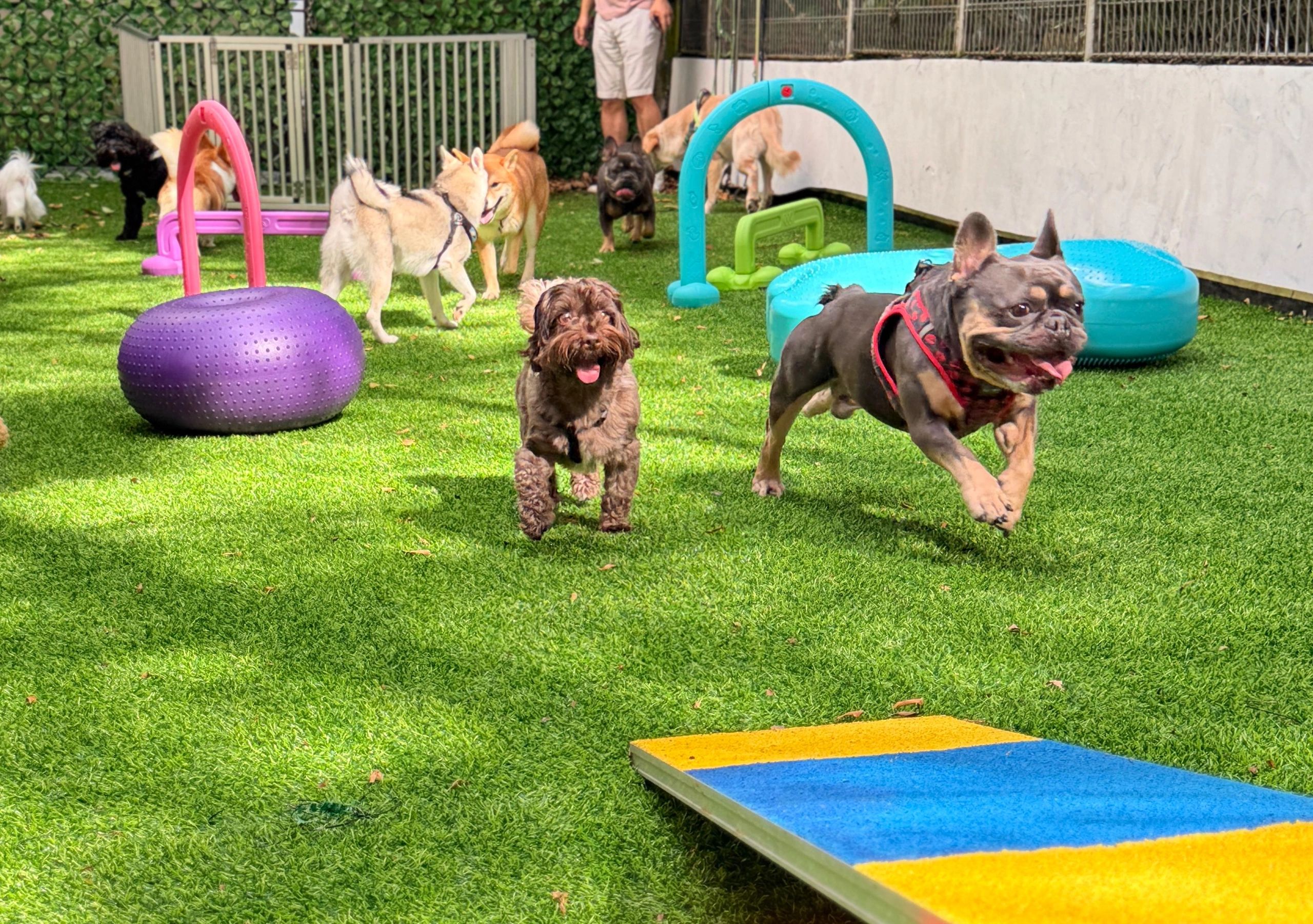 Dogs enjoying outdoor group play at Offleash Singapore