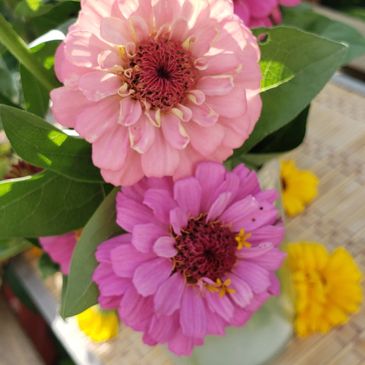 Outside flowers with pink petals