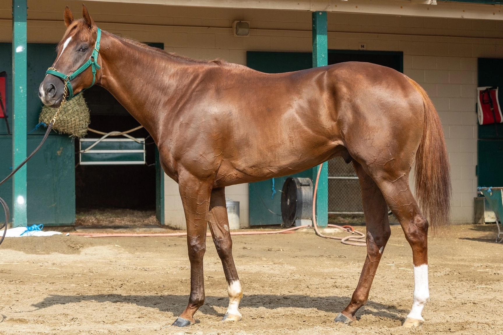 A brown horse with a white blaze on its face.