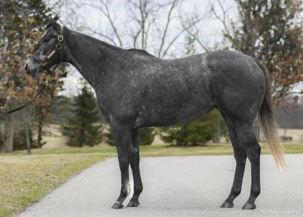 A gray horse standing on a paved path.