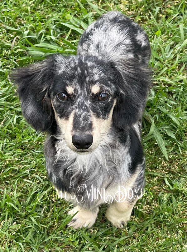 Amy'S Mini Doxies - Dachshund Puppies, Doxies, Puppies