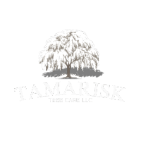 Tamarisk Tree Care