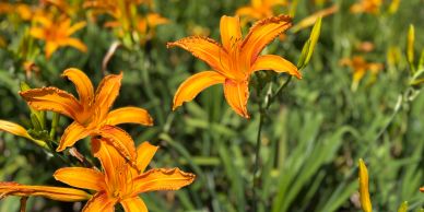 Bright orange lilies in bloom.
